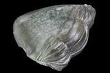 Wide Enrolled Isotelus Trilobite - Removeable From Rock #68602-2